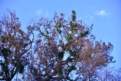 DSC_6201 (Large).JPG